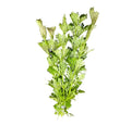 Fresh Limnophila Heterophylla bunch with delicate green leaves and stems