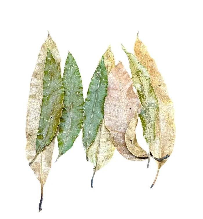 Dried mango leaves, 10 pcs, in natural green and brown hues with veins
