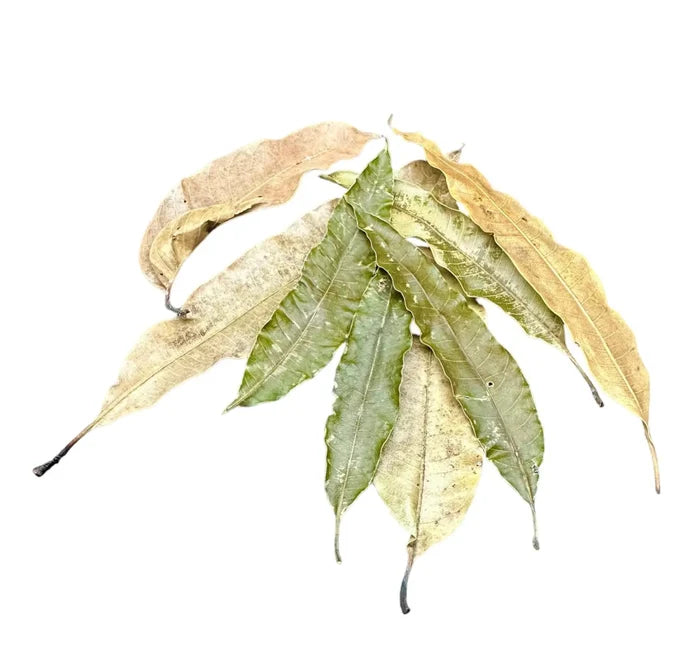 Cluster of 10 dried mango leaves in green and yellow shades