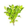 Mexican Oak Leaf Shinnersia rivularis green aquatic plant for aquariums