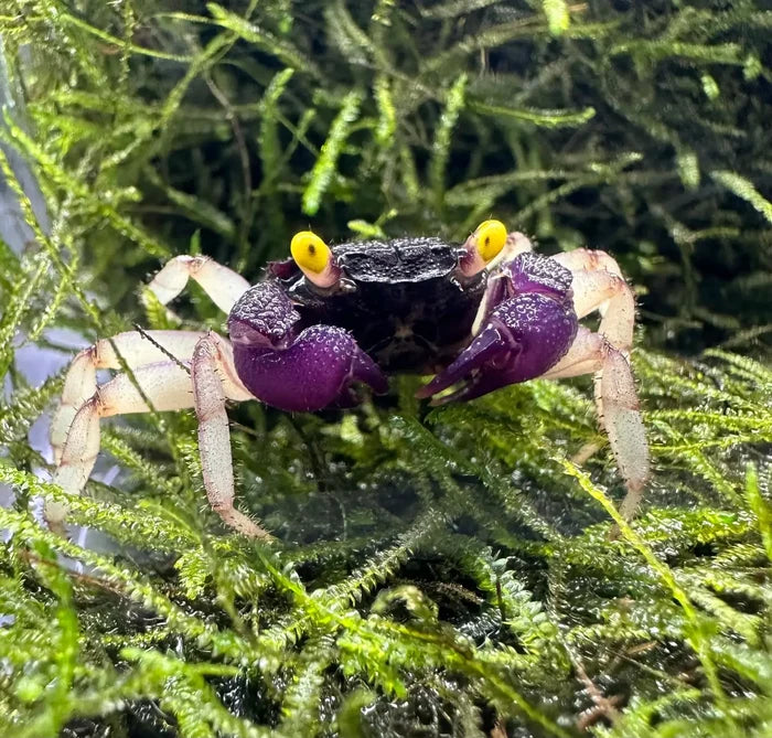 Orchid vampire crab vibrant purple and black with striking yellow eyes perched on lush green moss Geosesarma sp