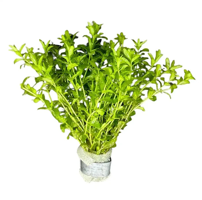 Pearl Weed (Micranthemum Micranthemoides) bunch in metal container