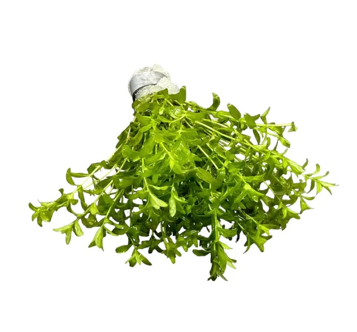 Pearl Weed (Micranthemum micranthemoides) — live aquarium plant bunch