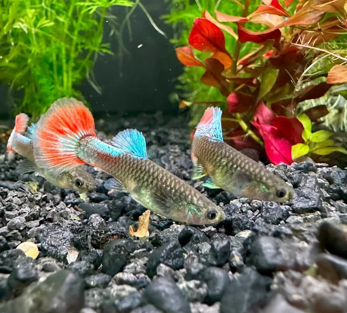Three vibrant platinum dumbo ear guppies with iridescent green blue bodies and flowing orange red turquoise tails