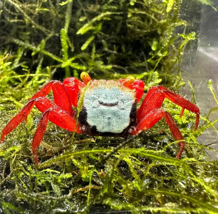 A vibrant rainbow vampire crab with a red body and a blue and black face with yellow-tipped antennae