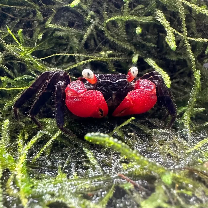 A vibrant red devil vampire crab with glossy black legs and white eyes nestled on green moss