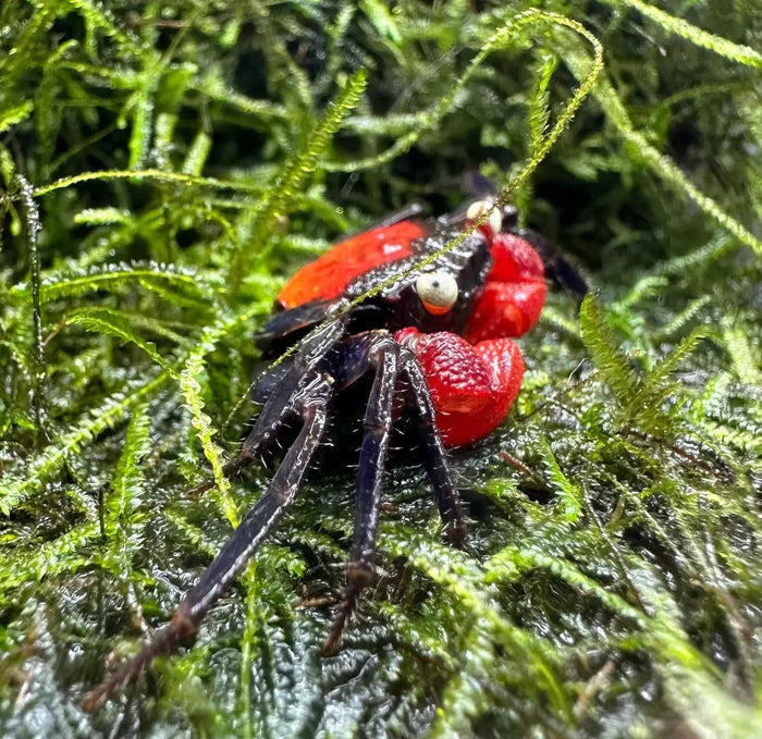 A vibrant red devil vampire crab geosesarma hagen with glossy red and black carapace and white eyes on green moss