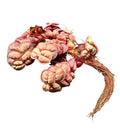 Red Root Floaters (Phyllanthus fluitans) — live floating aquarium plant with trailing red roots