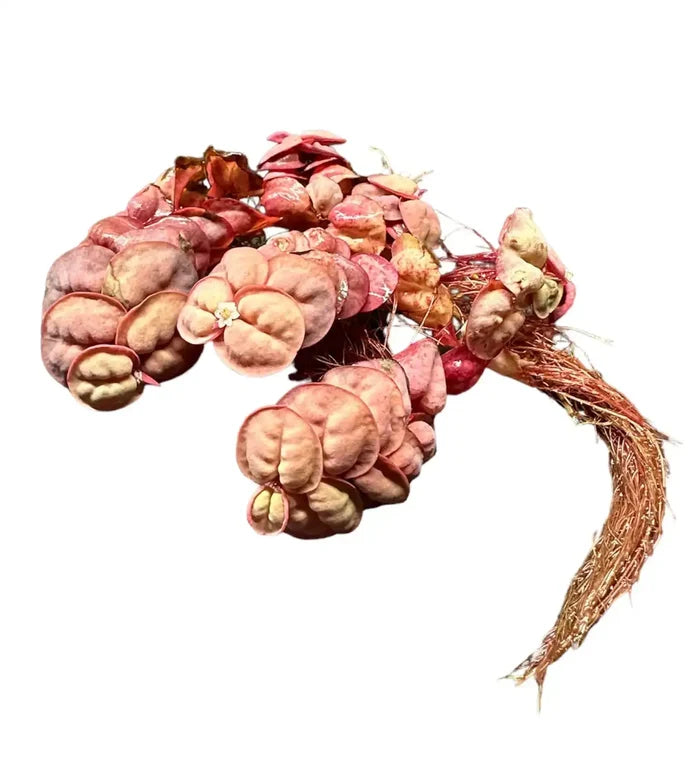 Red Root Floaters (Phyllanthus fluitans) — live floating aquarium plant with trailing red roots