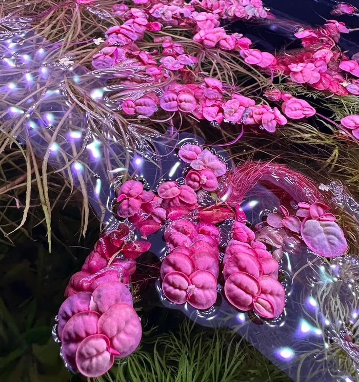 Red Root Floaters with red-tinted round leaves — live floating aquarium plant