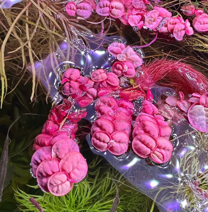 Portion of Red Root Floaters (Phyllanthus fluitans) — live floating plants for aquariums