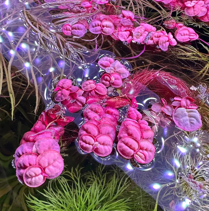 Pink Red Root Floaters aquatic plant with glossy leaves and white stems