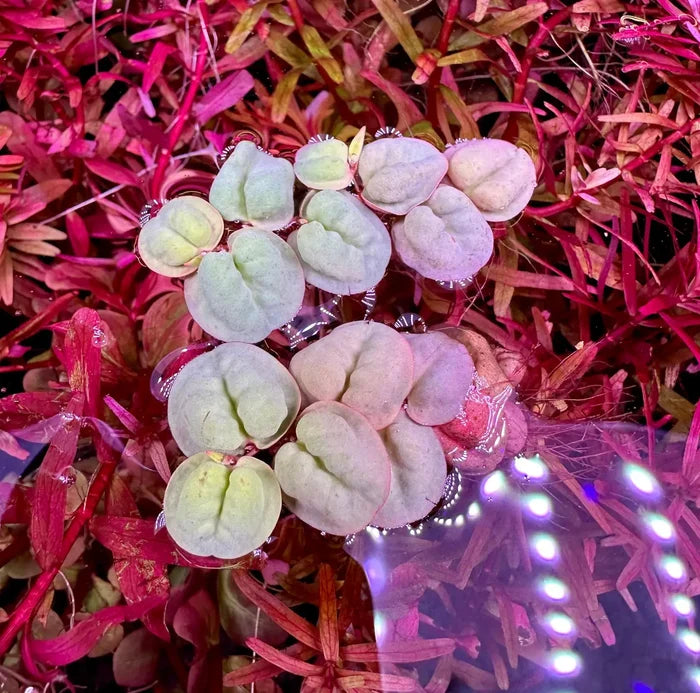 Red Root Floaters floating under blue LED aquarium light — live plant