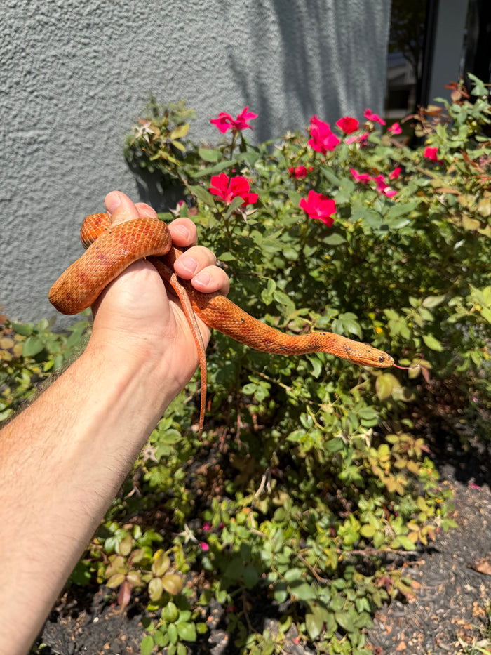 Red Salt Marsh Water Snake Adult Female #6 (Nerodia clarkii)