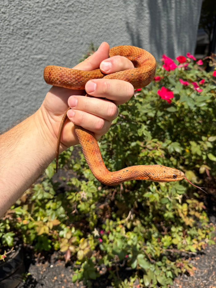 Red Salt Marsh Water Snake Adult Female #6 (Nerodia clarkii)