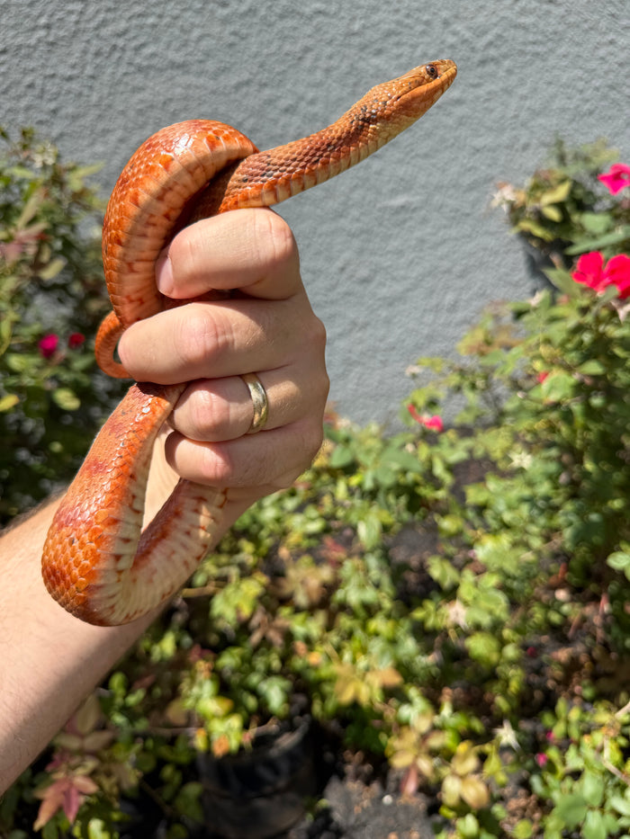Red Salt Marsh Water Snake Adult Female #6 (Nerodia clarkii)