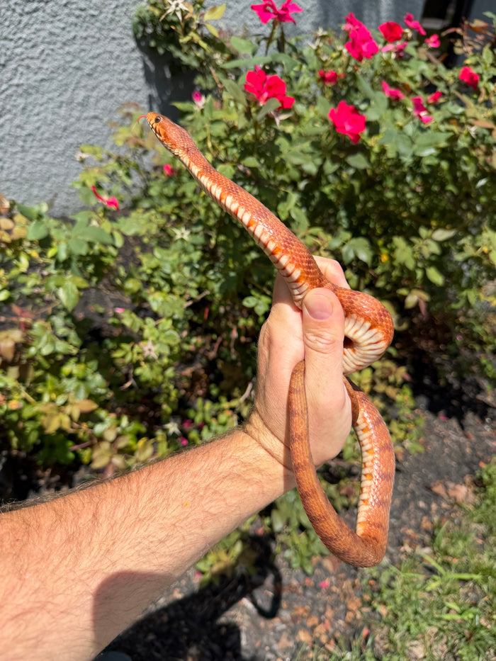 Red Salt Marsh Water Snake Adult Female #7 (Nerodia clarkii)