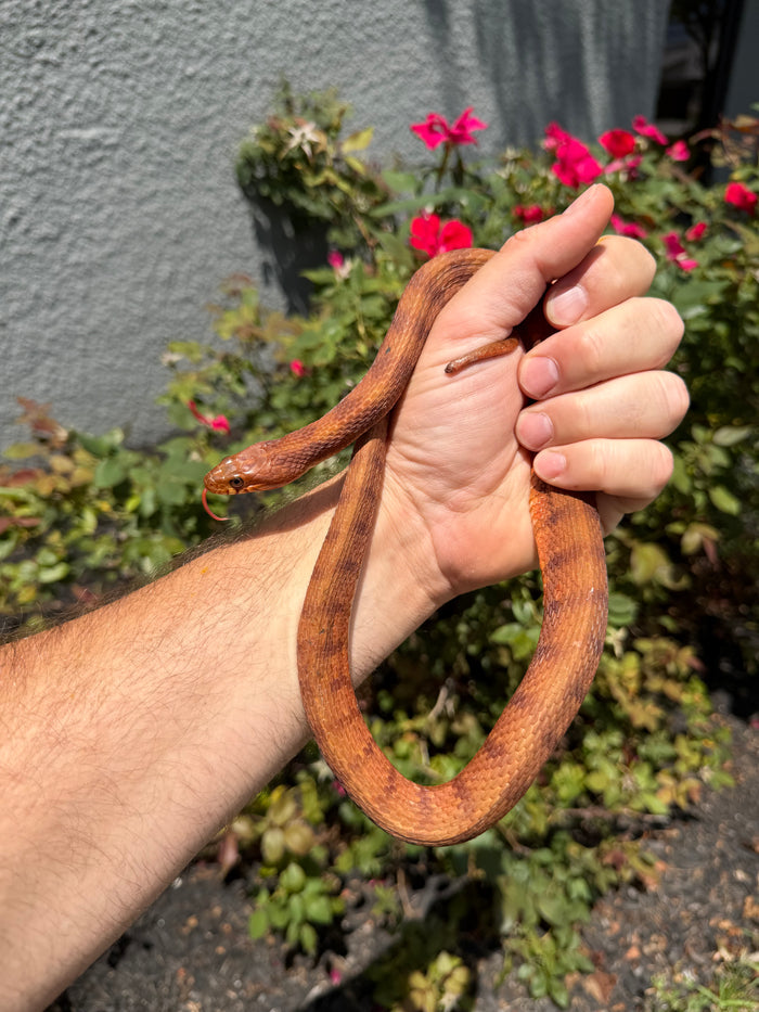 Red Salt Marsh Water Snake Adult Female #7 (Nerodia clarkii)