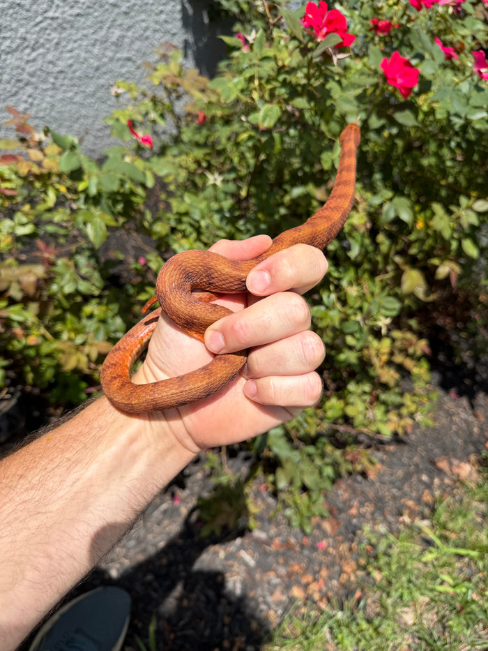 Red Salt Marsh Water Snake Adult Female #7 (Nerodia clarkii)
