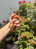 Red Salt Marsh Water Snake Adult Female #8 (Nerodia clarkii)