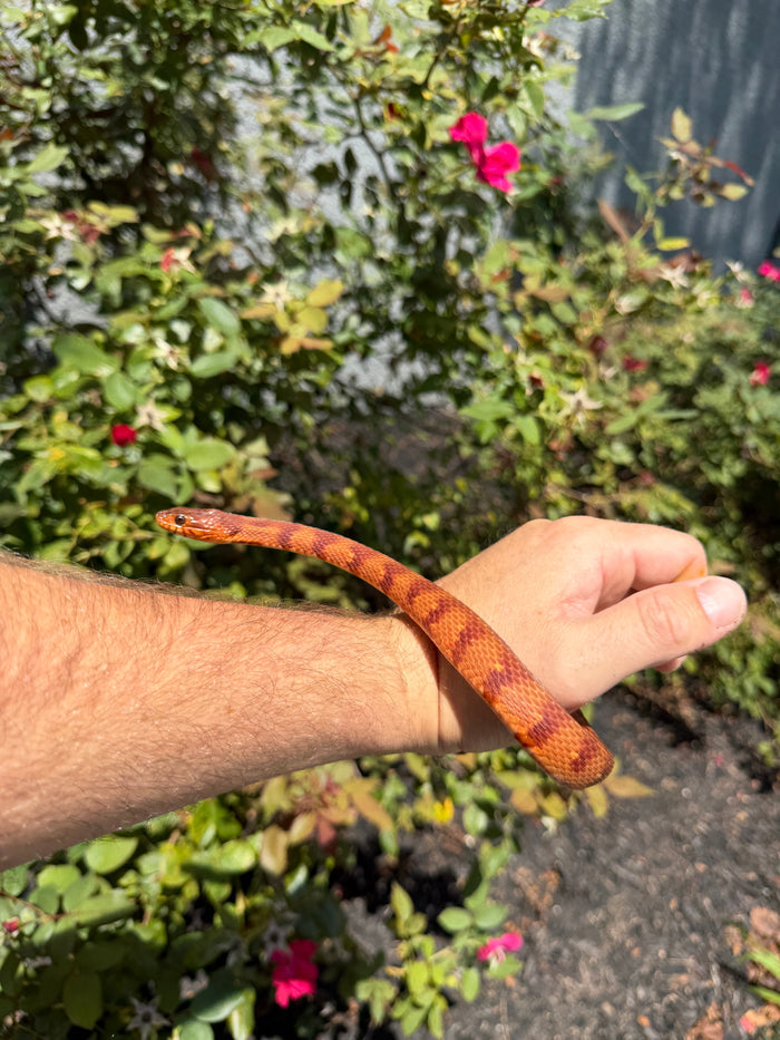 Red Salt Marsh Water Snake Adult Female #8 (Nerodia clarkii)