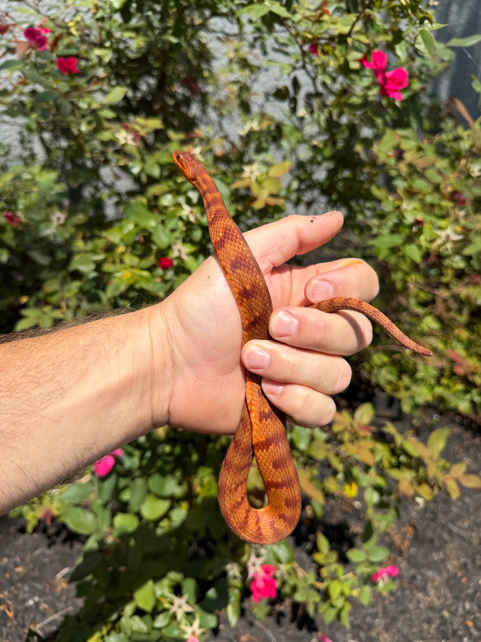 Red Salt Marsh Water Snake Adult Female #8 (Nerodia clarkii)