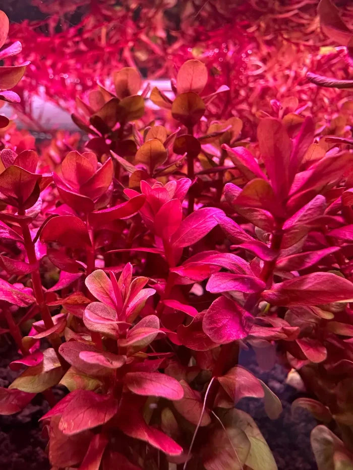 Vibrant red Rotala Macrandra Mini Pink aquatic plant with glossy leaves