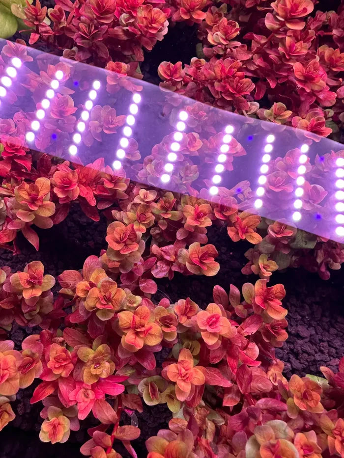 Rotala macrandra 'Mini Pink' — live aquarium stem plant under purple-white lighting