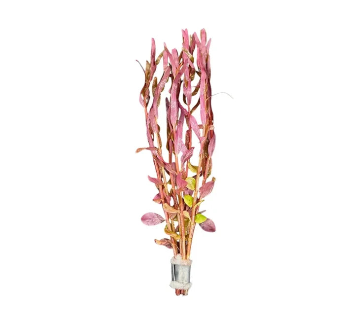 Rotala 'Magenta' with rose-colored leaves — live aquarium stem plant