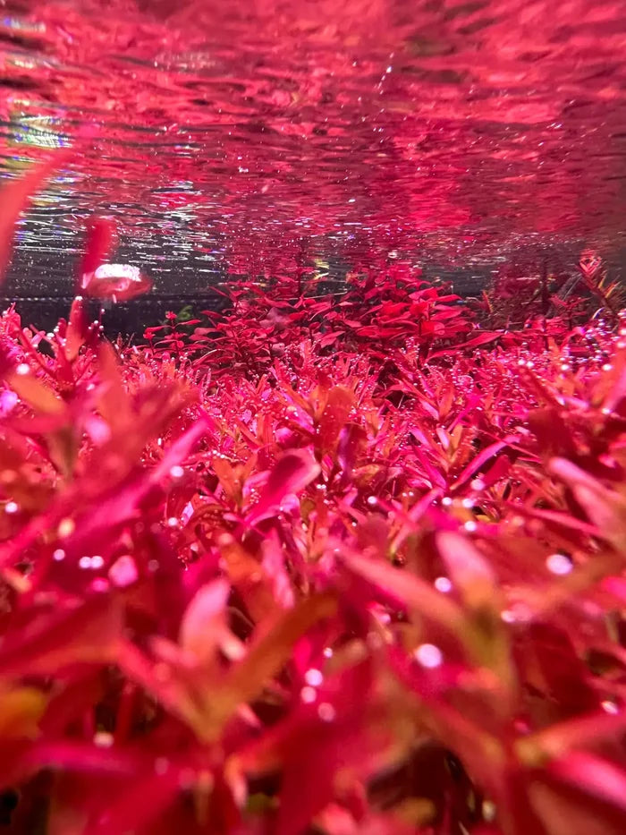 Rotala Magenta red aquatic plant with glossy leaves and water droplets