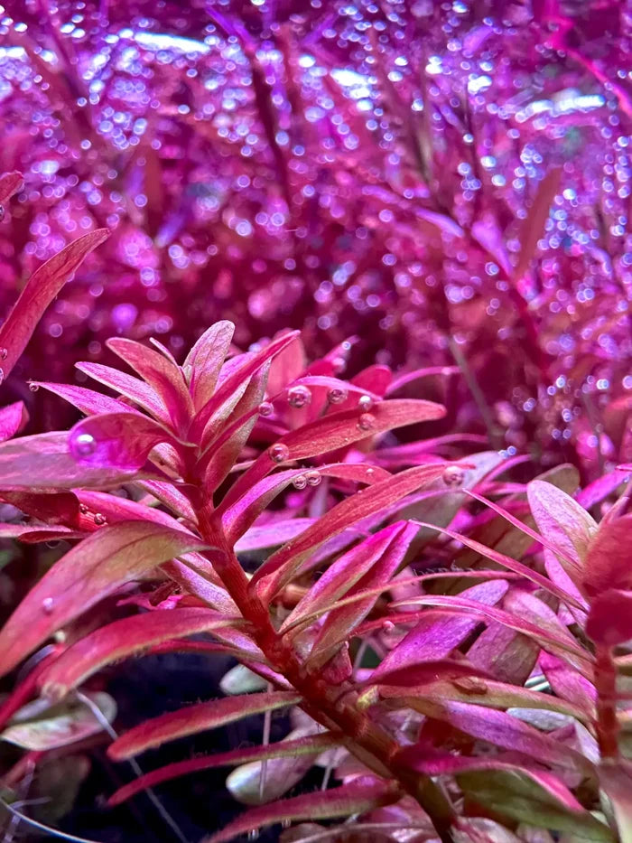 Vibrant Rotala Magenta pink aquatic plant with red leaves and purple LED glow