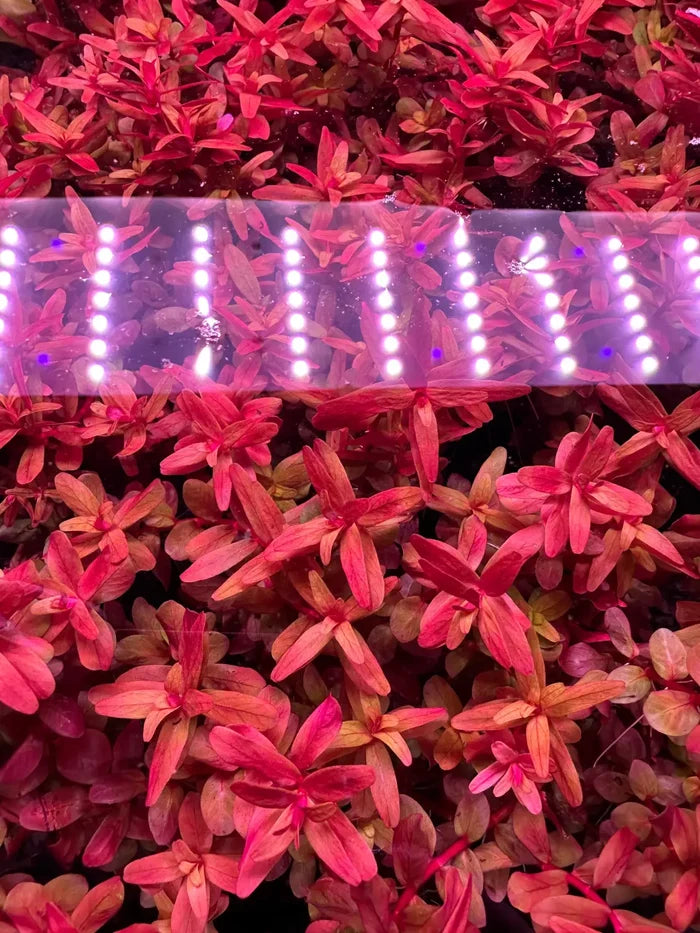 Rotala 'Magenta' — live red aquarium plant, detail view