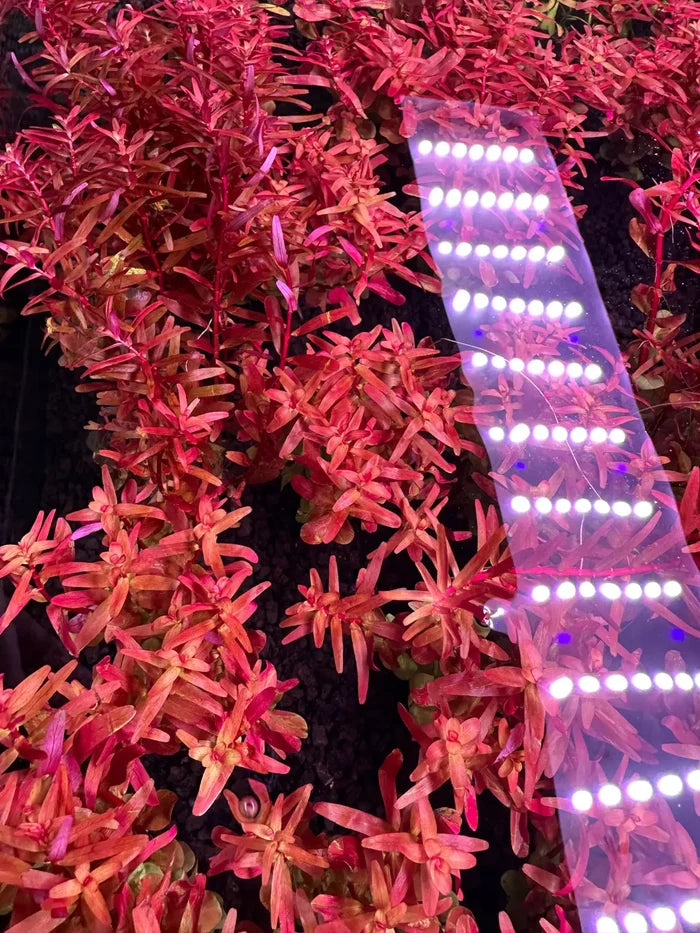 Rotala 'Magenta' under aquarium lighting — live red stem plant