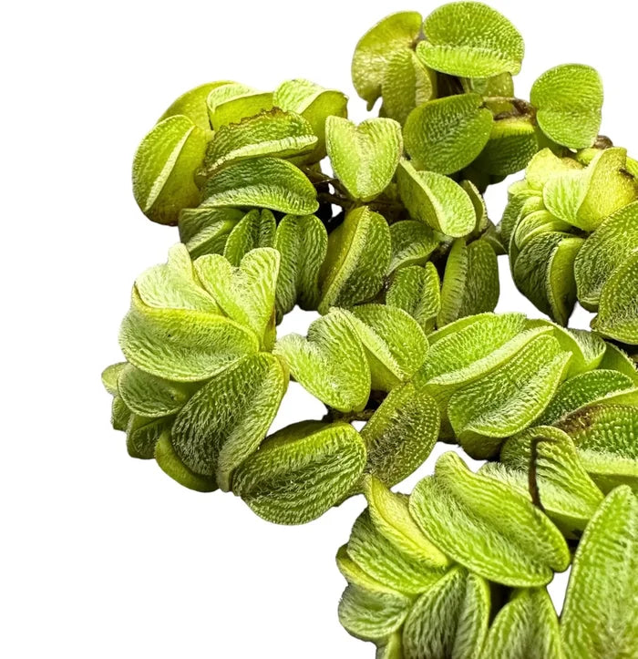 Salvinia Minima: green leafy aquatic plant with rounded glossy leaves