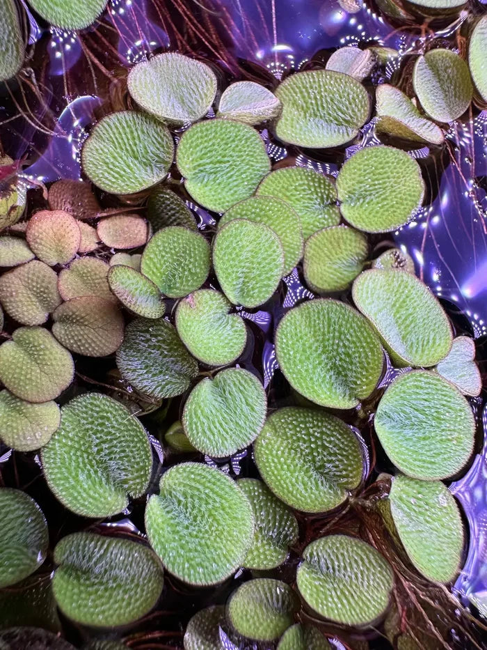 Green Salvinia Minima leaf pads floating on water surface