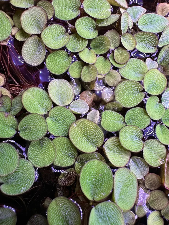 Green Salvinia Minima floating leaf pads water plant design