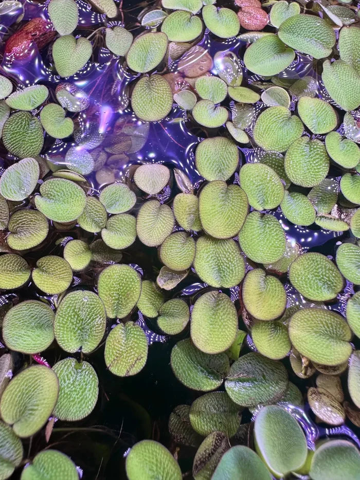 Salvinia minima — live floating aquarium plant with purple water reflections