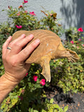 Smooth Softshell Turtle Adult Female #1 (Apalone mustica)