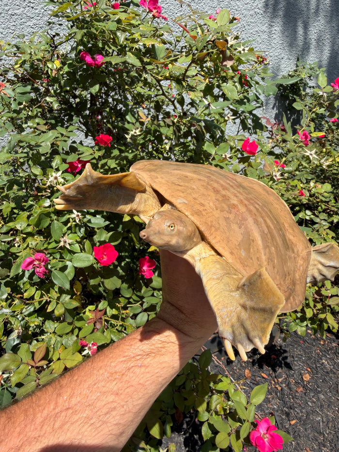 Smooth Softshell Turtle Adult Female #1 (Apalone mustica)