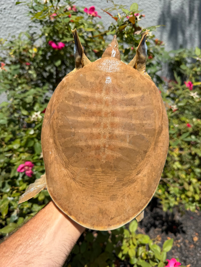 Smooth Softshell Turtle Adult Female #1 (Apalone mustica)