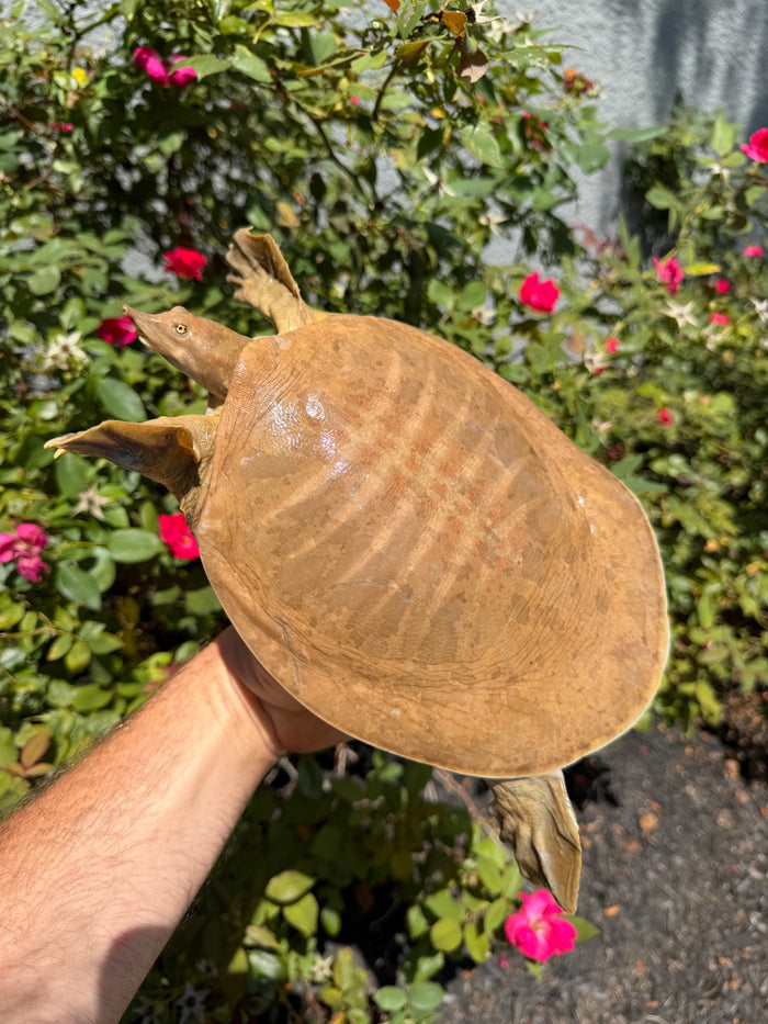 Smooth Softshell Turtle Adult Female #1 (Apalone mustica)