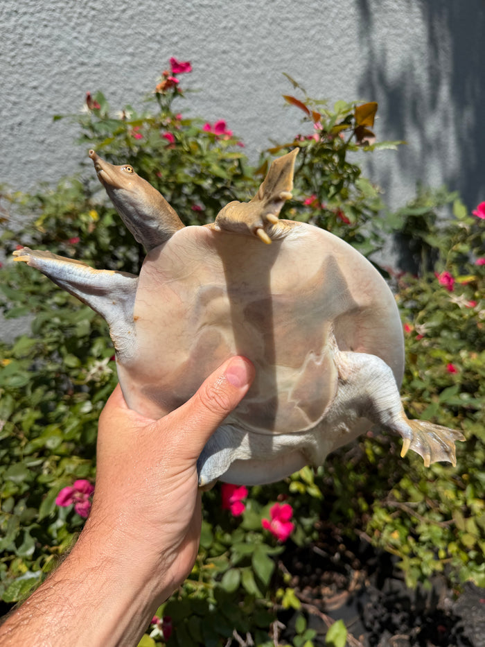 Smooth Softshell Turtle Adult Female #1 (Apalone mustica)