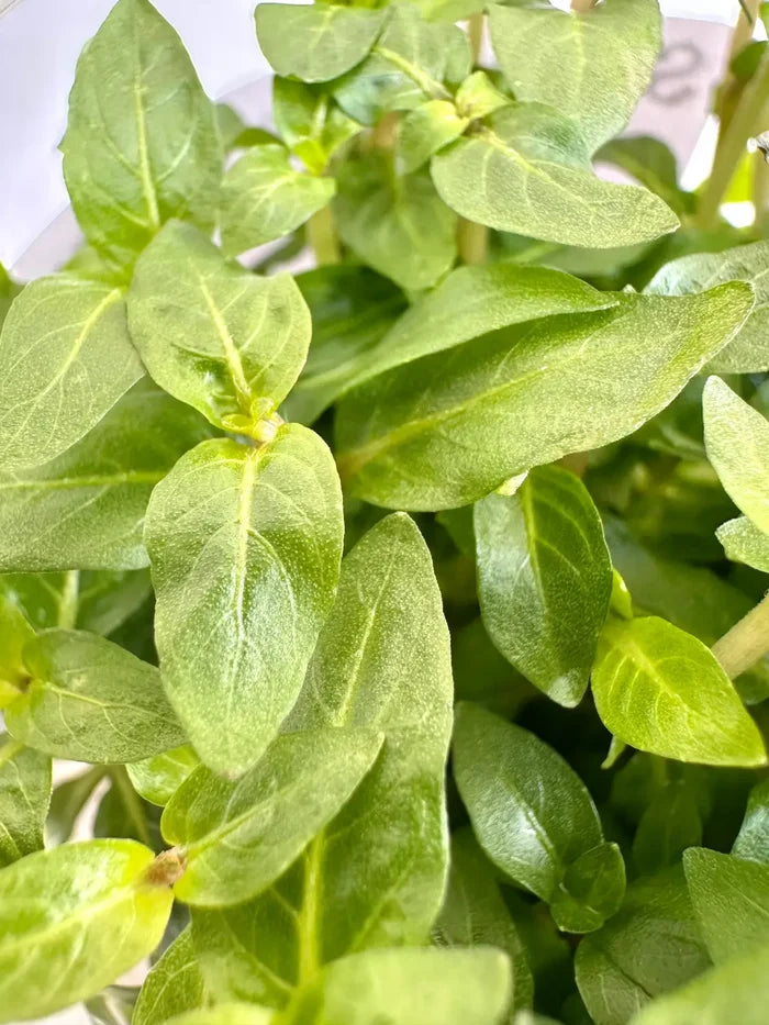 Staurogyne repens Tissue Culture — glossy green leaves in tissue culture cup