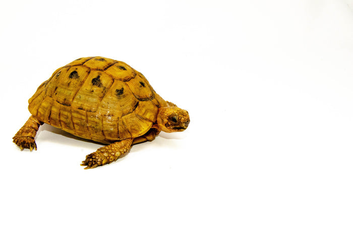 Syrian Golden Greek Tortoise Adult Male 5 (Testudo graeca terrestris) - #SGGTAM5
