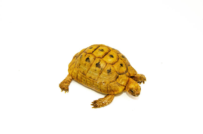 Syrian Golden Greek Tortoise Adult Male 5 (Testudo graeca terrestris) - #SGGTAM5