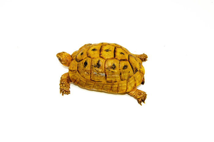 Syrian Golden Greek Tortoise Adult Male 5 (Testudo graeca terrestris) - #SGGTAM5