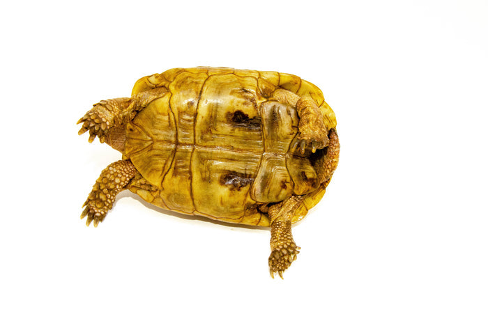 Syrian Golden Greek Tortoise Adult Male 5 (Testudo graeca terrestris) - #SGGTAM5