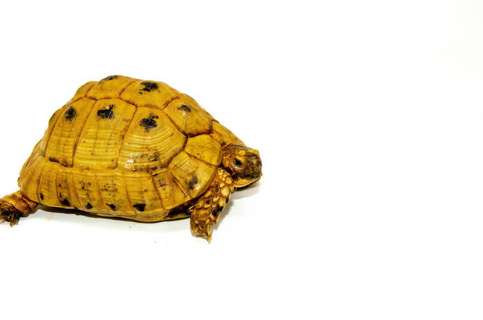 Syrian Golden Greek Tortoise Adult Male 6 (Testudo graeca terrestris) - #SGGTA6
