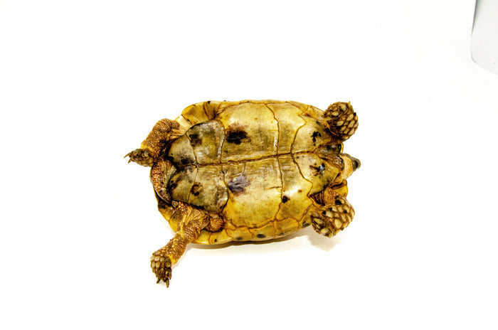 Syrian Golden Greek Tortoise Adult Male 6 (Testudo graeca terrestris) - #SGGTA6