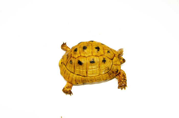 Syrian Golden Greek Tortoise Adult Male 6 (Testudo graeca terrestris) - #SGGTA6